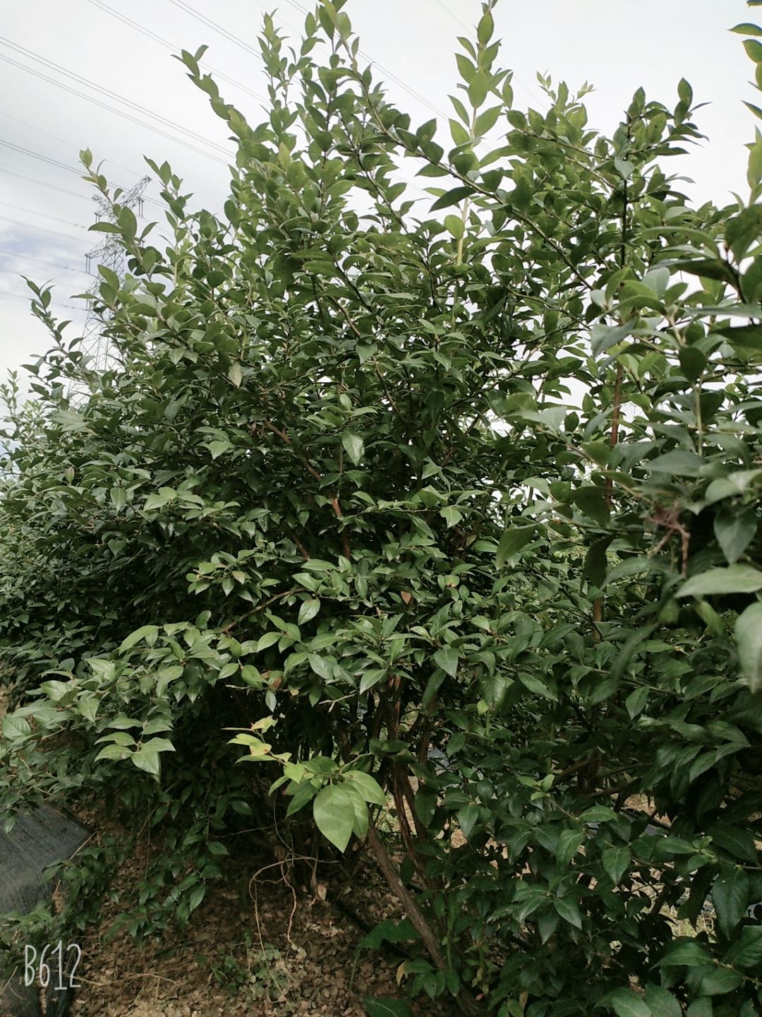  组培蓝莓苗，地栽蓝莓苗