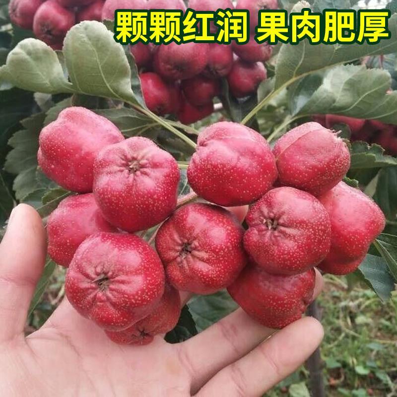 大五棱山楂  大五楞山楂 硬度好  糖雪球糖葫芦