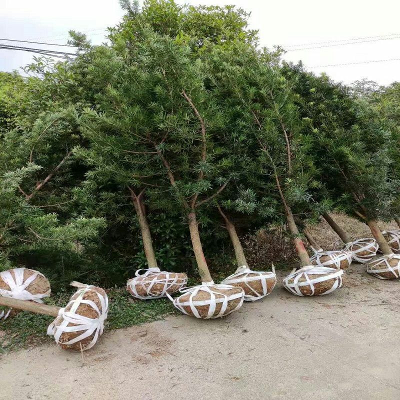 灵山县小叶罗汉松  罗汉松风景树