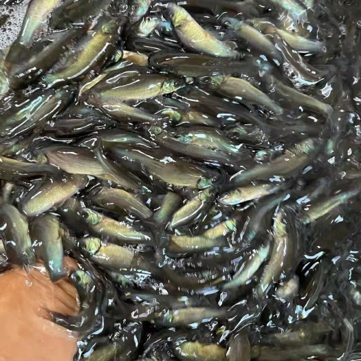 南宁丁桂鱼苗，自家鱼塘直供，品质纯正