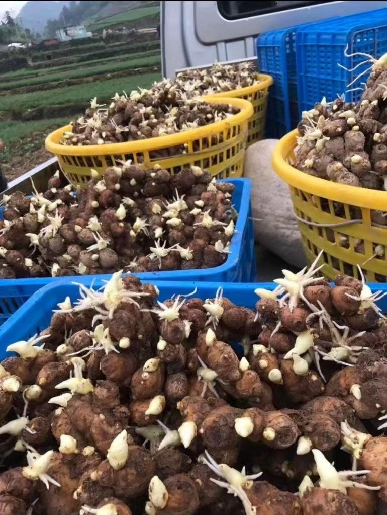 贵州368姜种王批发 亩产过万专业技术指导 全国物流发货