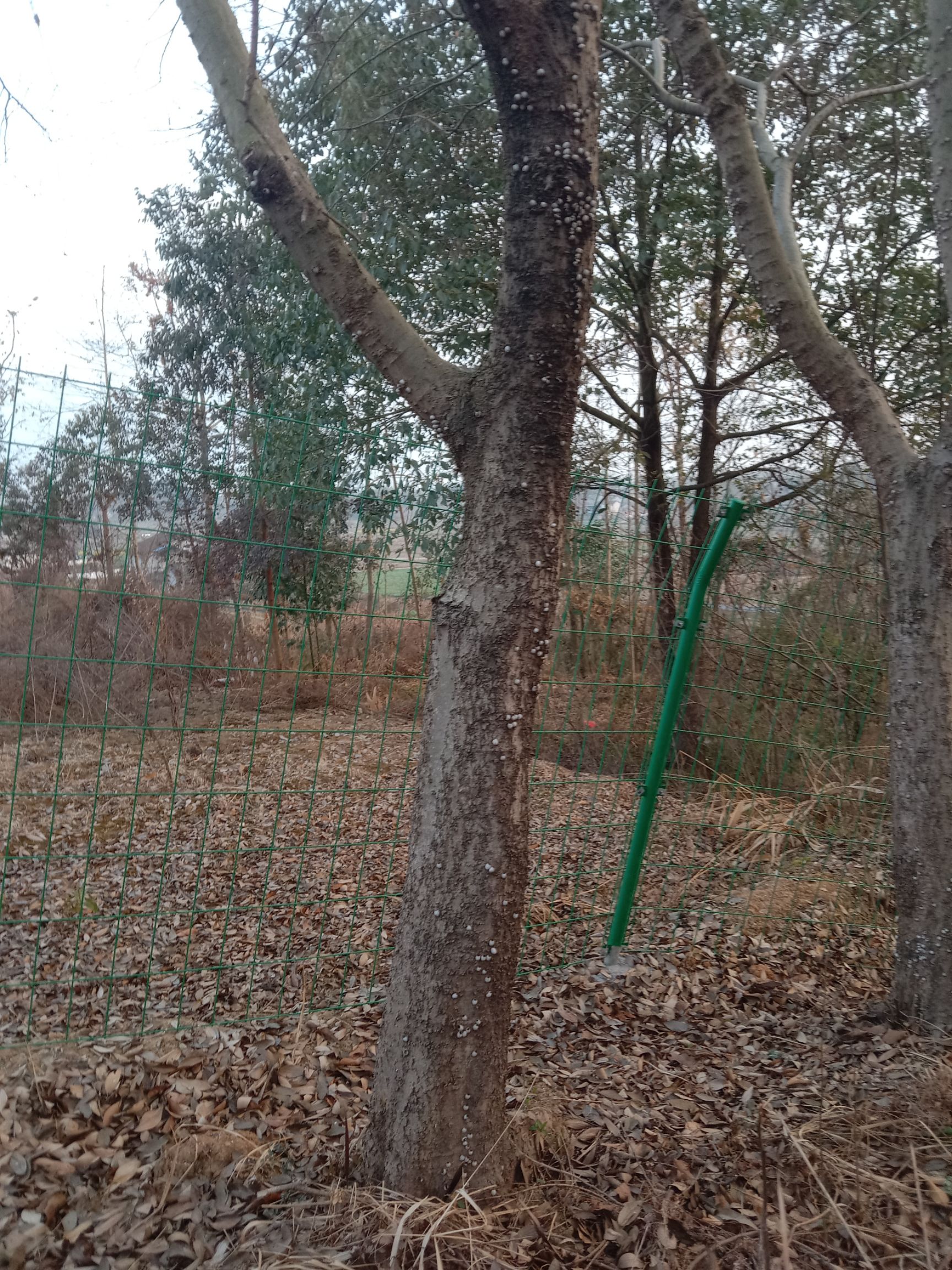 大量出售小叶朴树三公分到三十公分