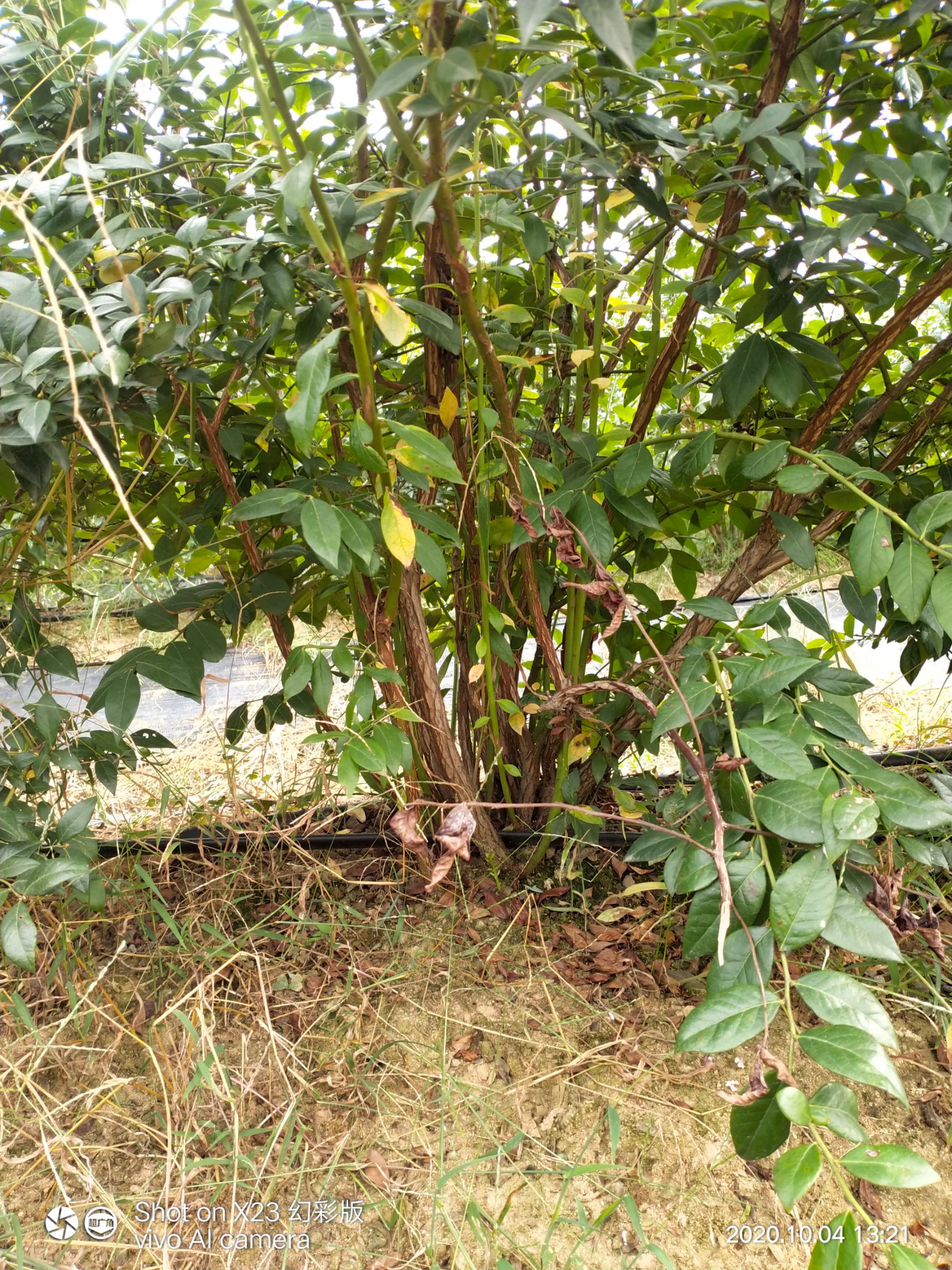  组培蓝莓苗，地栽蓝莓苗