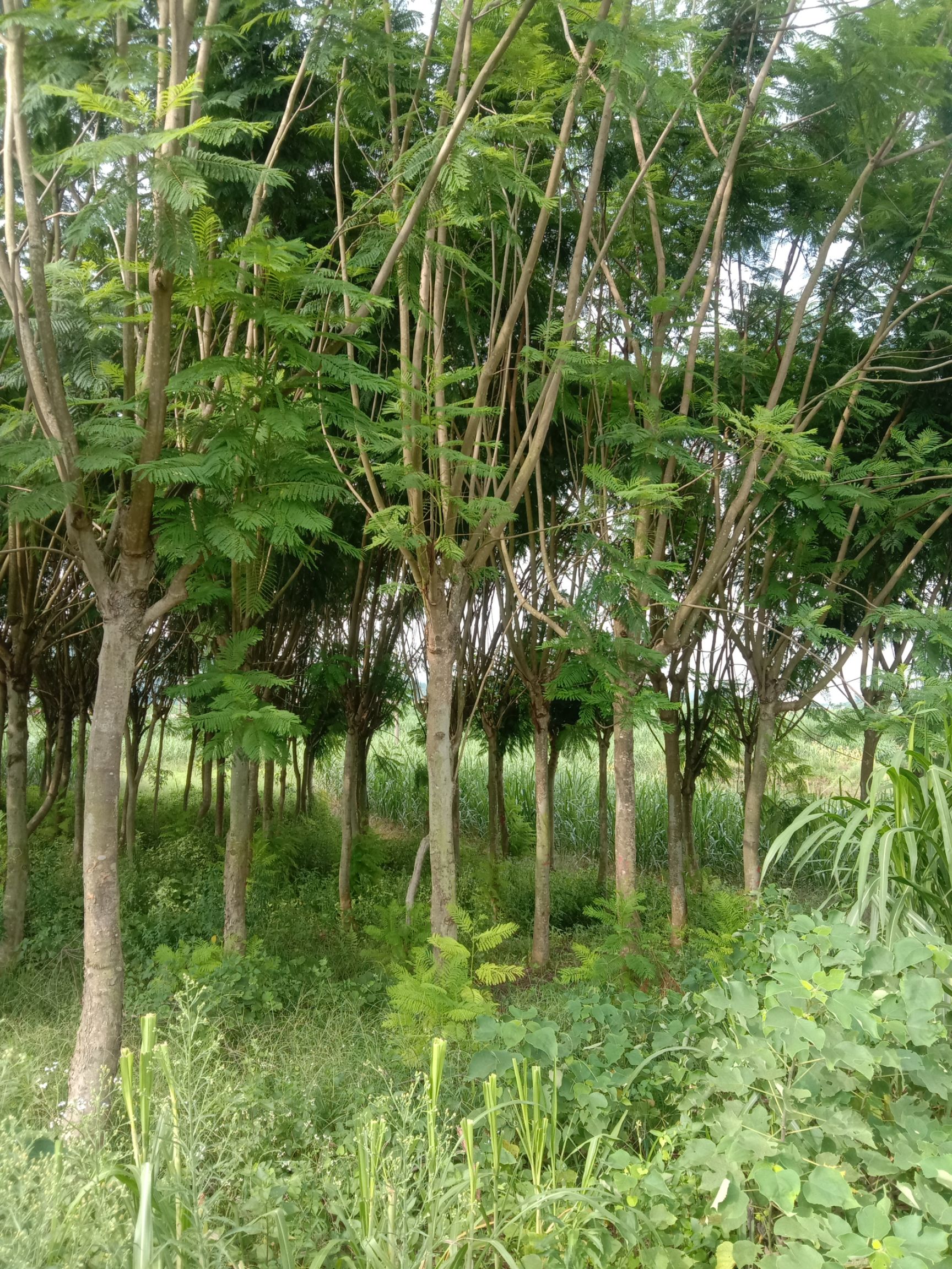 尖叶蓝花楹 蓝花楹