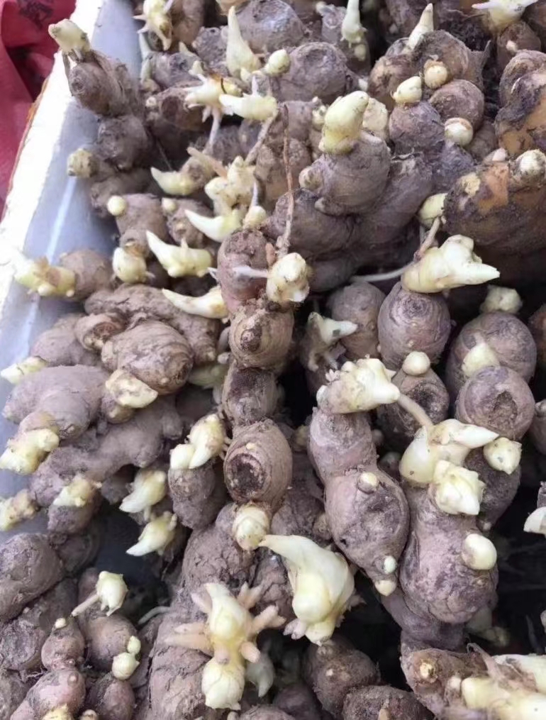 四川姜种大量批发 亩产过万专业技术指导 全国物流发货