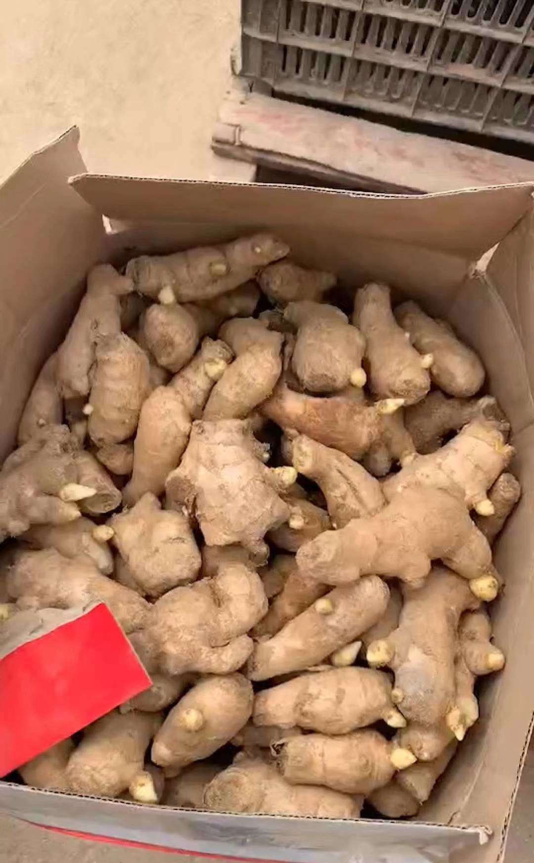 四川姜种大量批发 亩产过万专业技术指导 全国物流发货