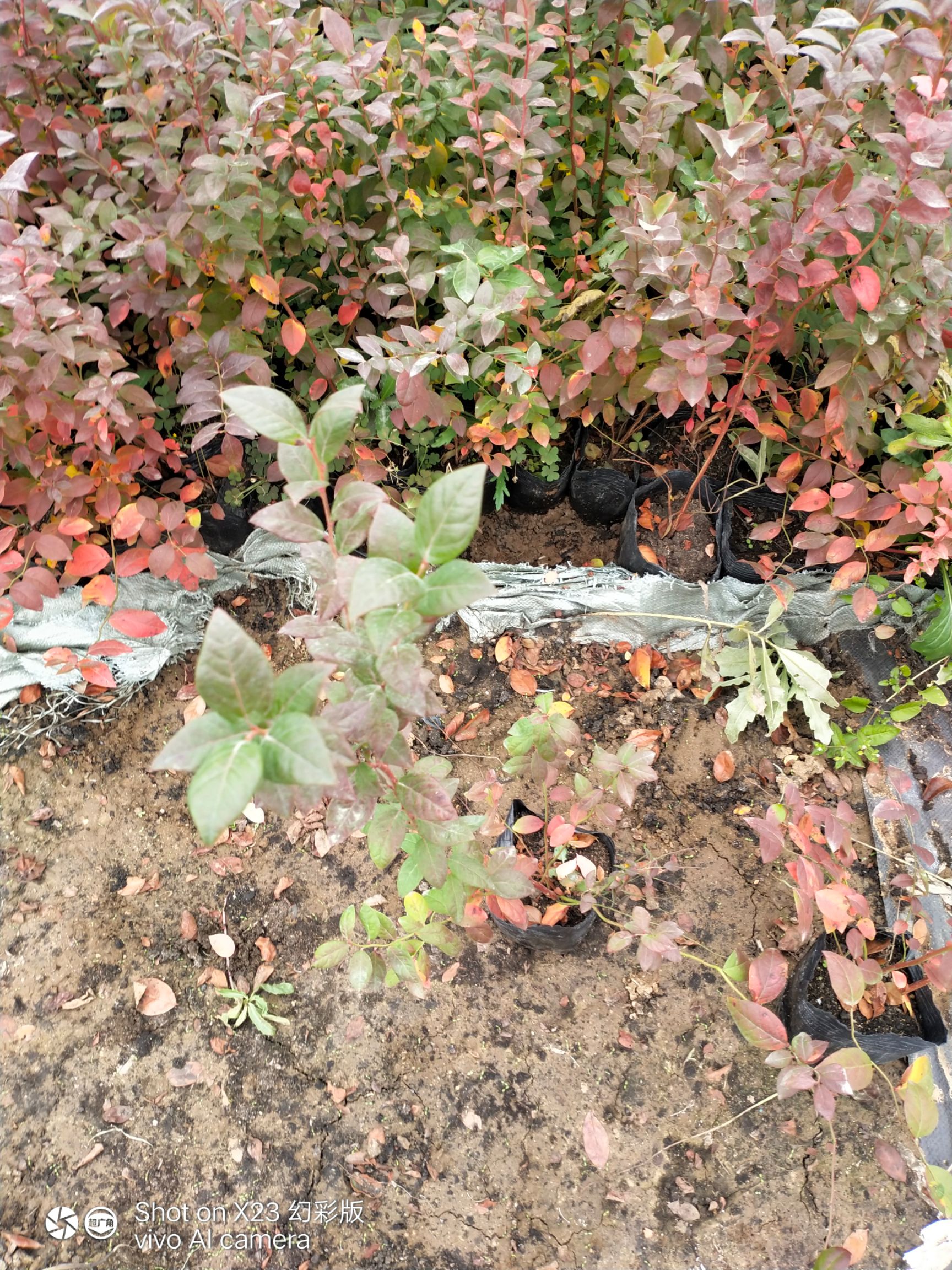  组培蓝莓苗，地栽蓝莓苗