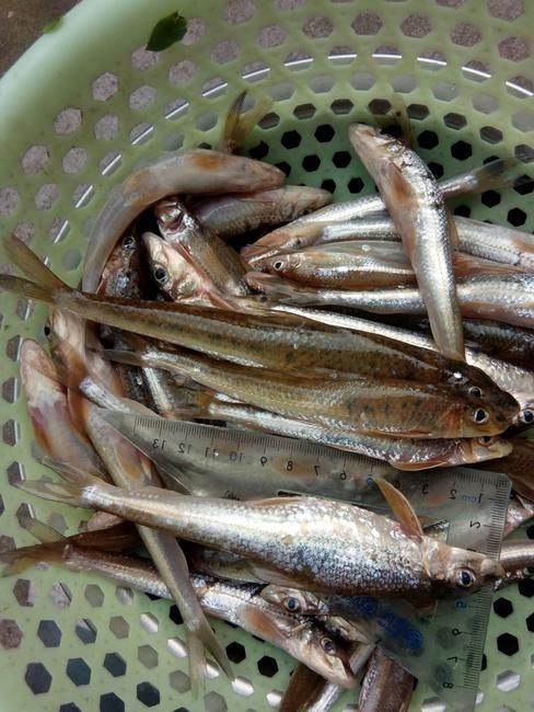 巴浪鱼干  棍子鱼，