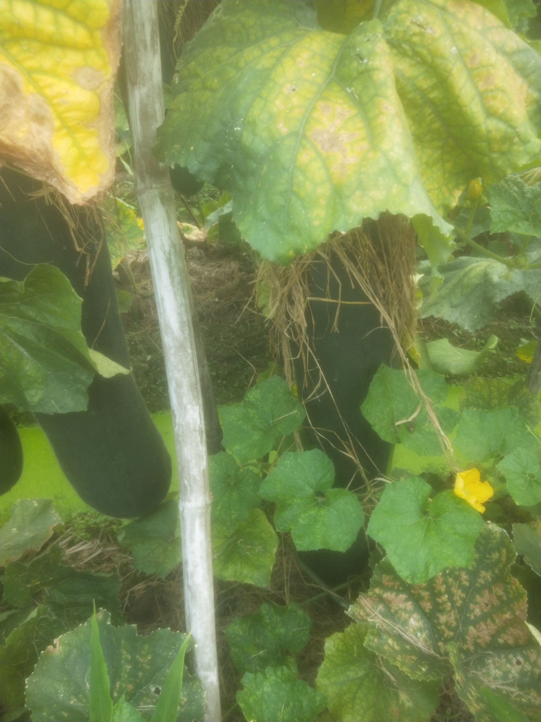 广东黑皮冬瓜，吊瓜！15到30斤以上，形状漂亮质量好