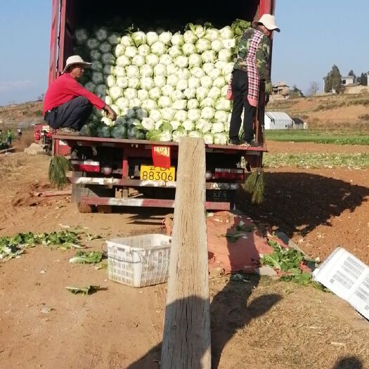 石林县 白菜：2公斤左右一棵，有30吨有需要的欢迎定购