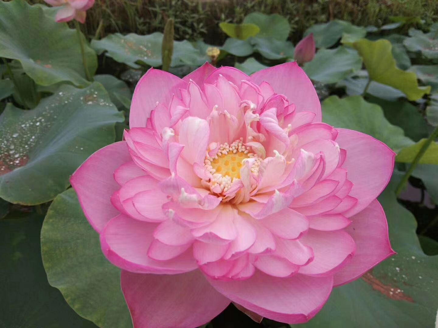 精品观赏荷花苗上市，