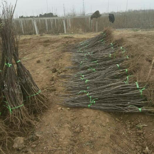 咸阳苹果树苗 新品种秦脆苹果苗