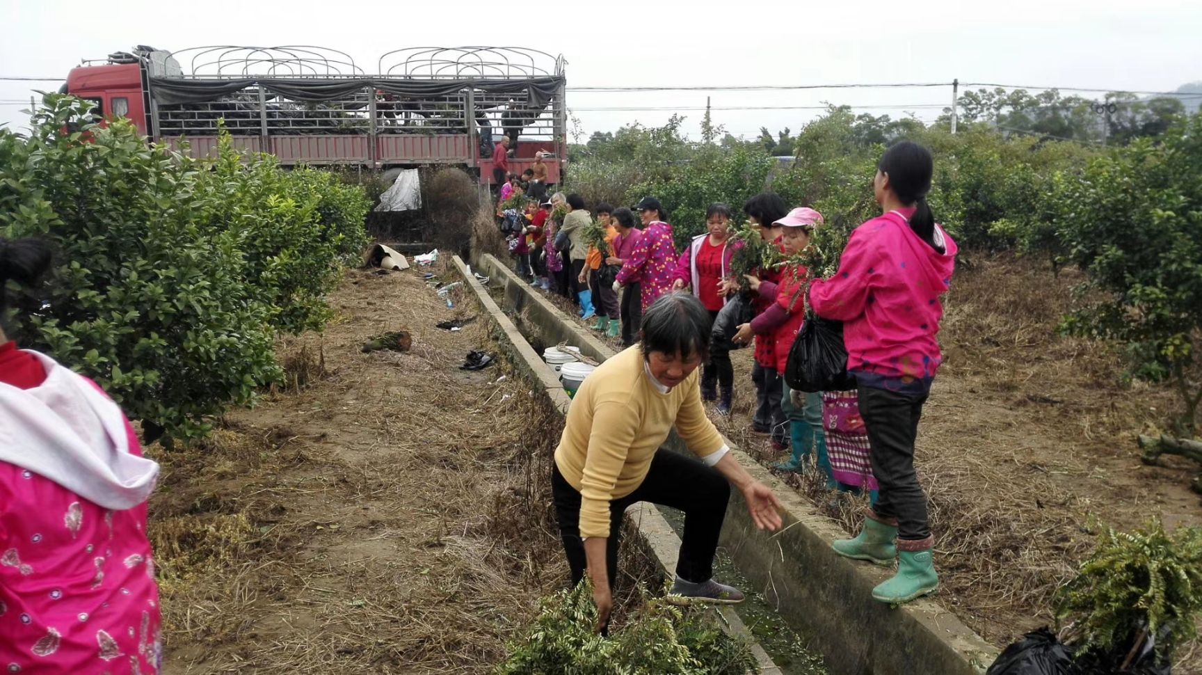 余甘果苗  大玉余甘纯正嫁接苗，余甘子苗 油甘果苗、牛甘果、大果滇橄榄苗