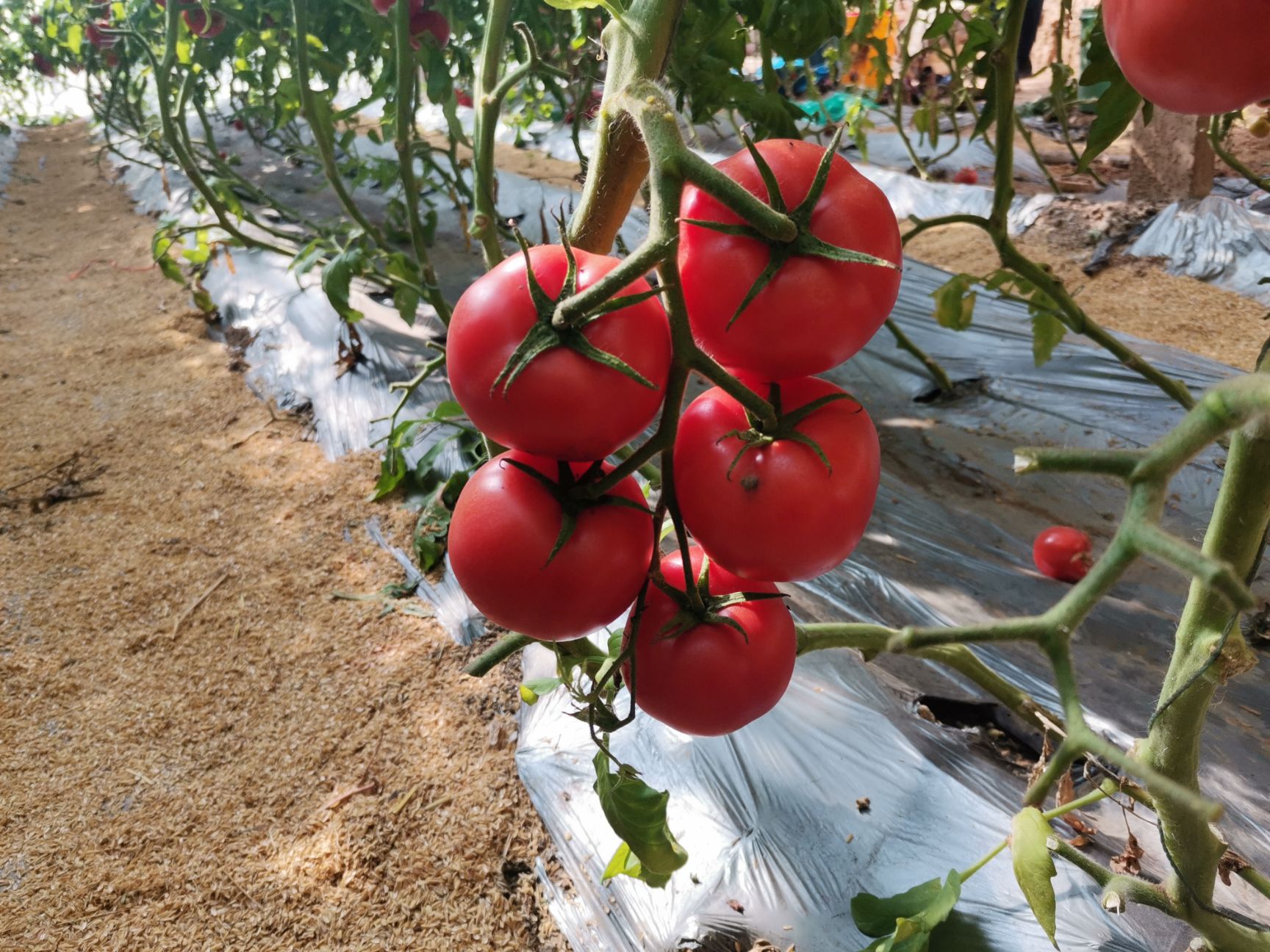 硬粉西红柿 山东省淄博市高青县 弧二以上 