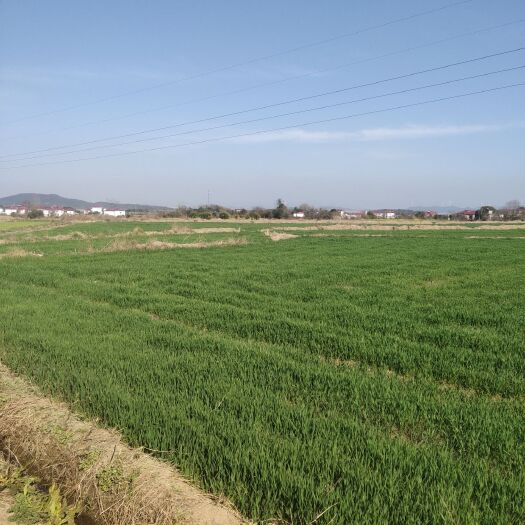 九江水田 水稻田出租
