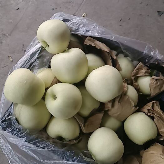 秦皇岛黄元帅苹果  黄元帅，果面白，没有果点个大，七五以上。