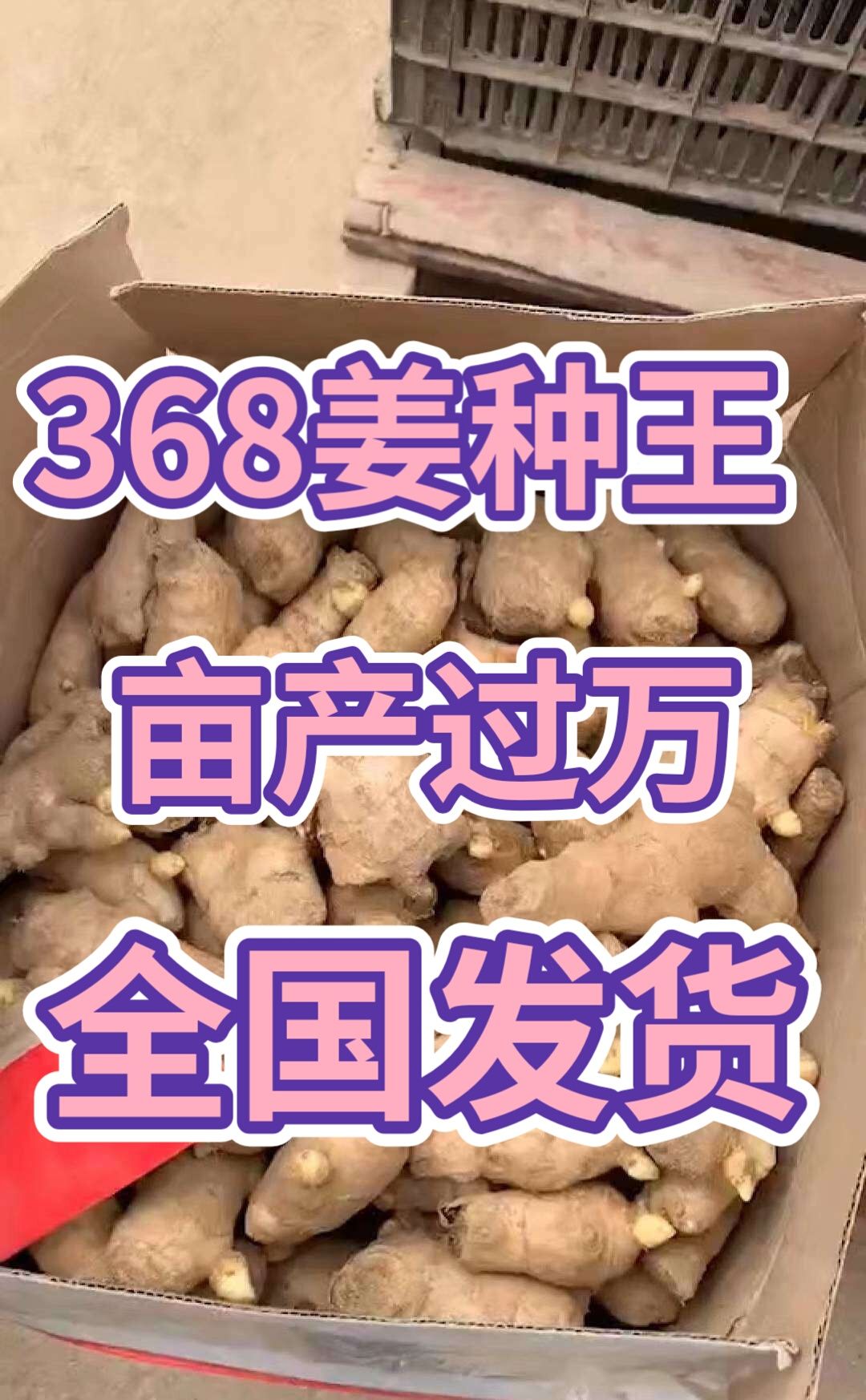 优质368姜种批发 亩产过万专业技术指导 全国物流发货方便