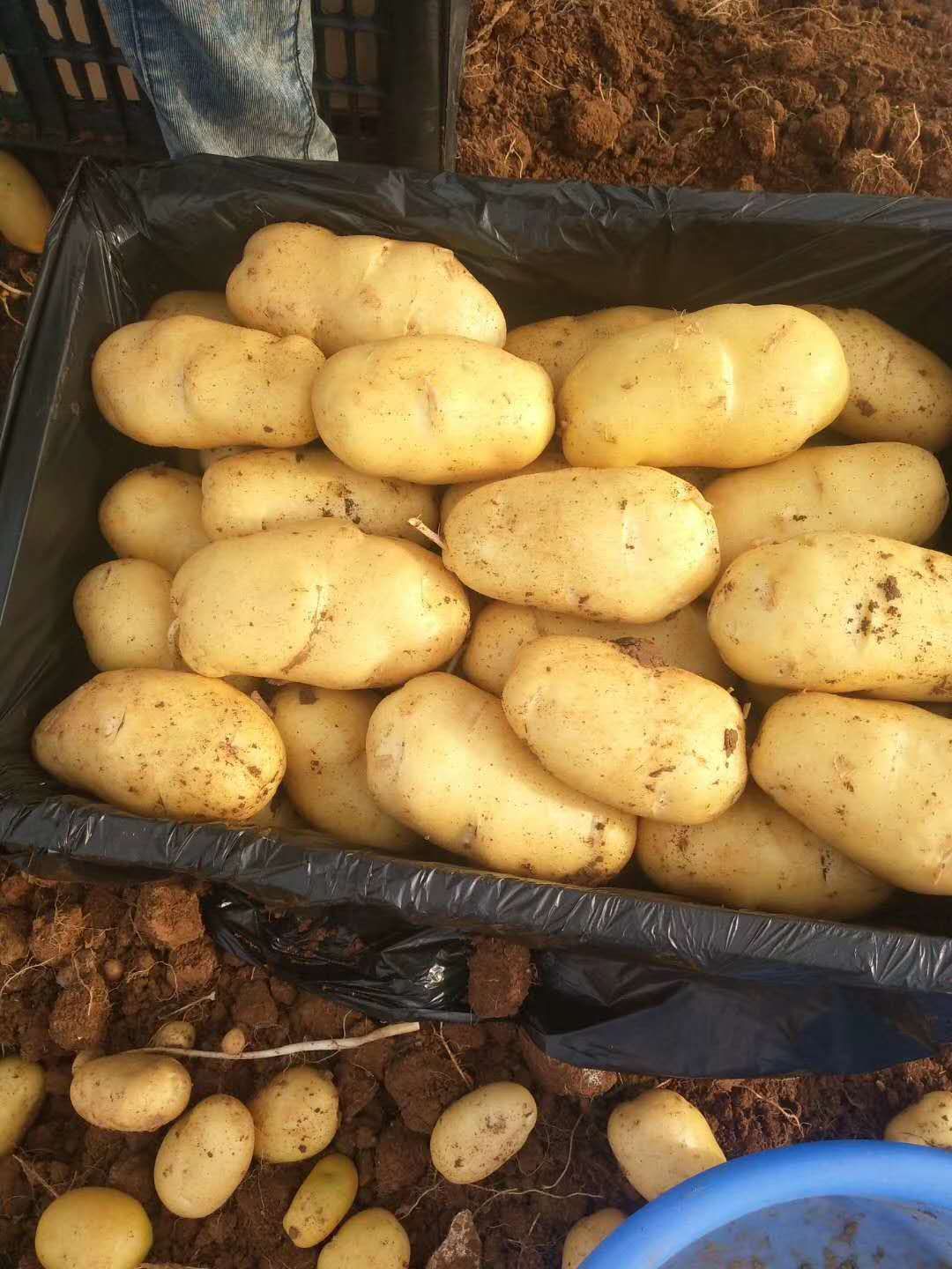 荷兰15  实力代办诚信为本 欢迎四海朋友