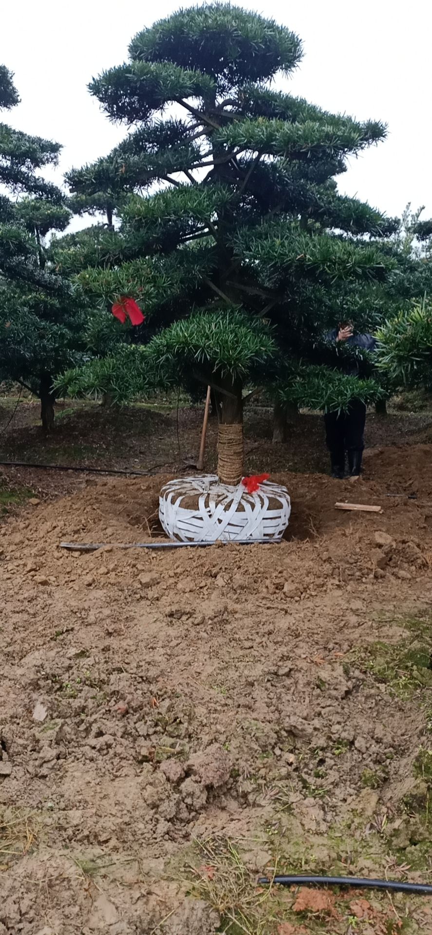 造型罗汉松  罗汉松