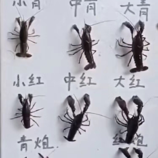 金湖县金湖龙虾，开始上市了，