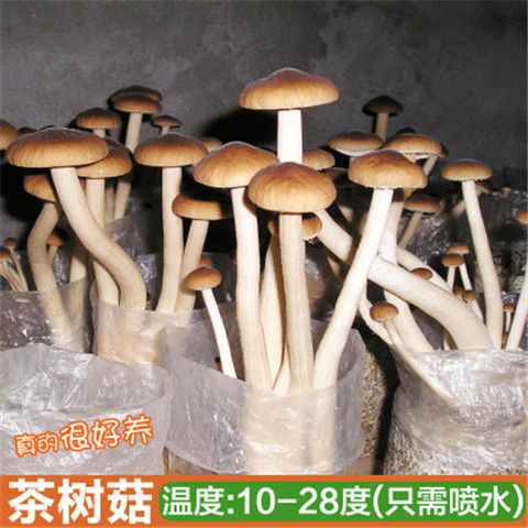 茶树菇菌种  茶树菇茶新菇菌种出菇菌包家庭室内大蓬种植新鲜蘑菇食用菌菌