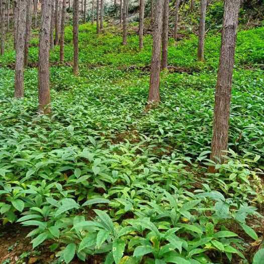 恭城县黄花倒水莲种苗 黄花参 倒吊黄 观音串种苗大量供应