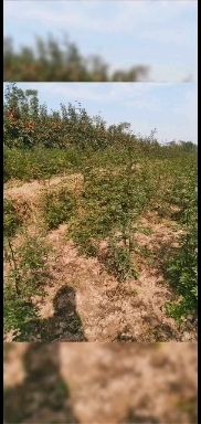 南强一号花椒苗 两年实生苗木，成活率高，颗粒大，色泽饱满。