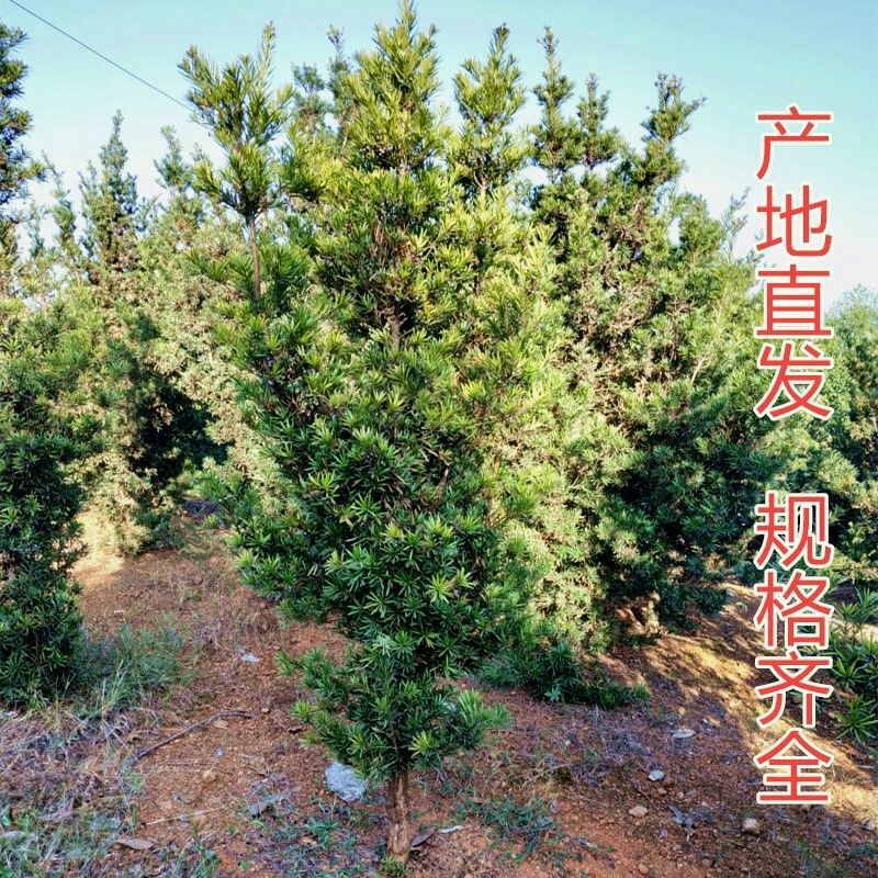 小叶罗汉松  罗汉松风景树
