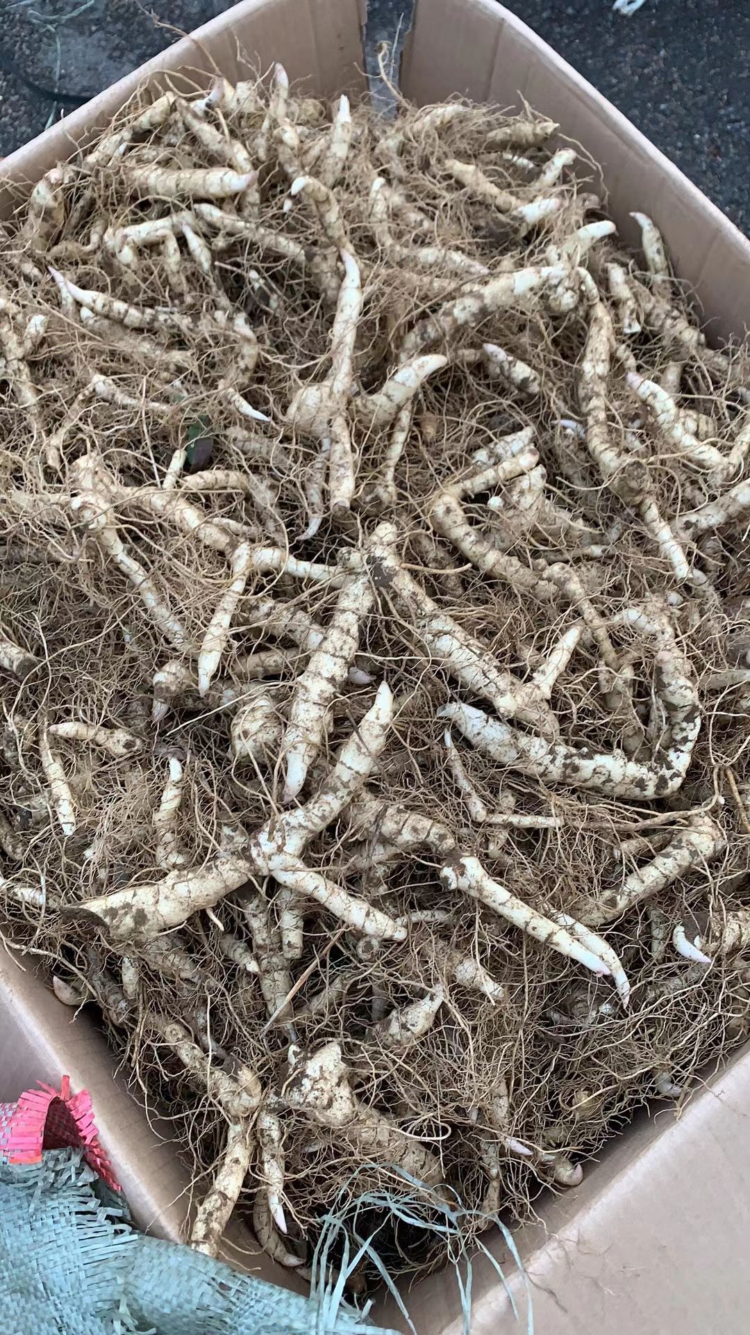 基地直供鸡头黄精新种子 药食同源甜鸡头黄精新种子