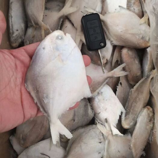 杭州小黄鱼 舟山海鲜