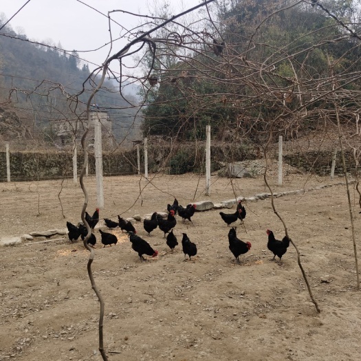 紫阳县 散养农家土鸡