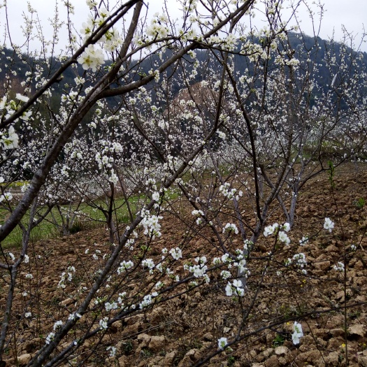 镇宁县蜂糖李树苗  蜂糖李开花了，在过几个月就好好的享受“李”