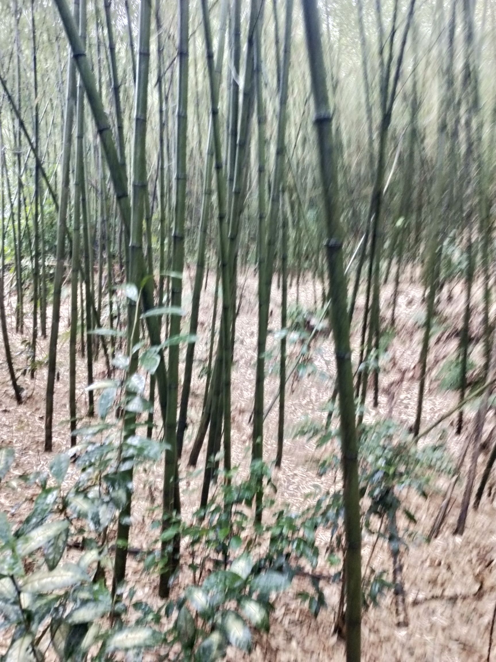 金竹 各种规格的大棚竹竿，架子竹各类竹苗，竹子，树苗等