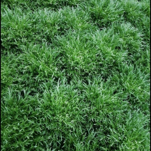 青州市 优质苦菊