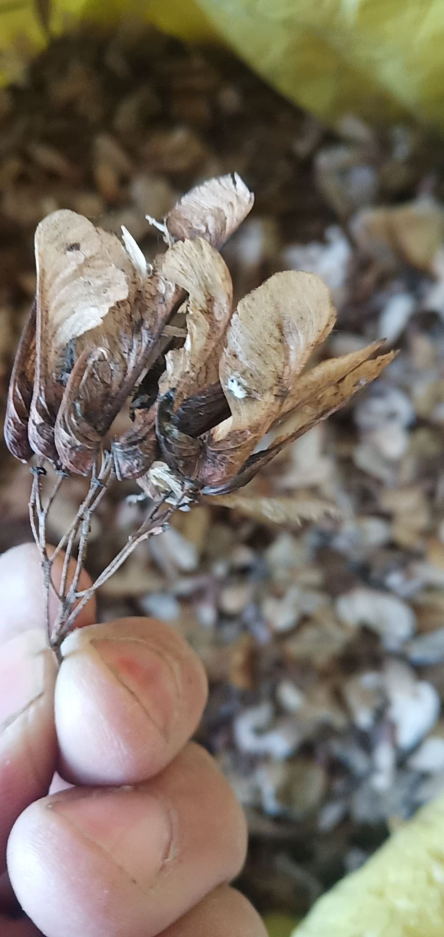 三角枫种子,又名茶条槭种子,100%纯新货,一手货源!