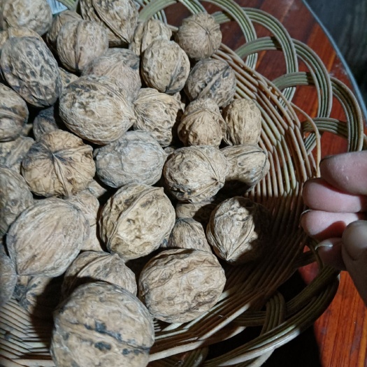 西昌市薄皮核桃 来自凉山边远山区，柞油好选择，孕妇小孩的放心零食