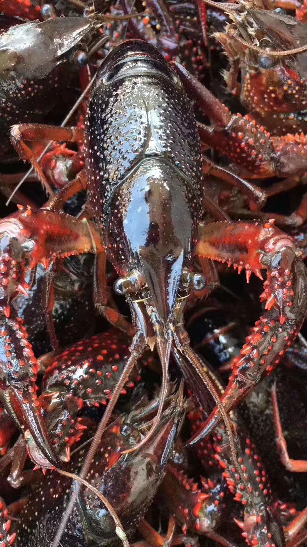 蓝虾 鲜活小龙虾  外湖小龙虾 正宗水稻田养殖  批发，