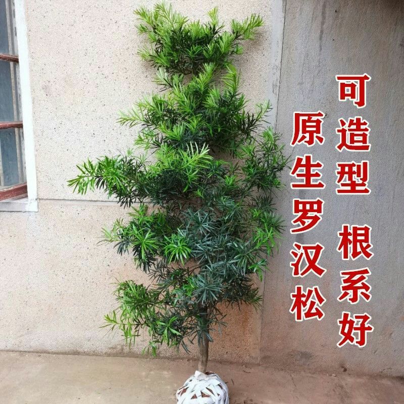 小叶罗汉松  罗汉松风景树