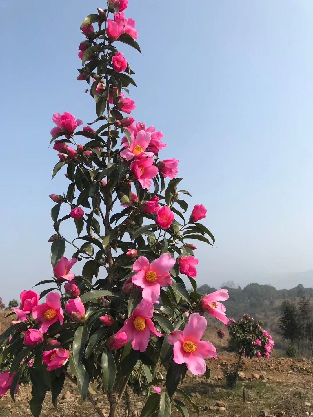 山茶花  出售怀化＂市宝＂一一大花红山茶苗木