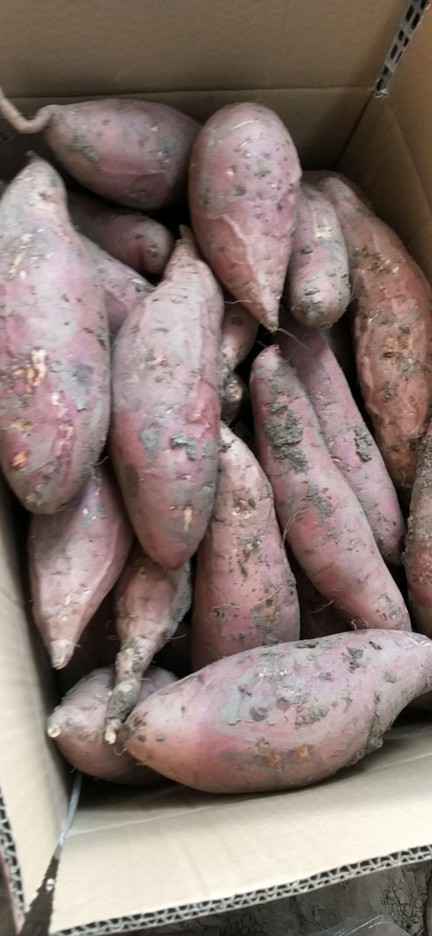 红心红薯 红皮红心烟薯25