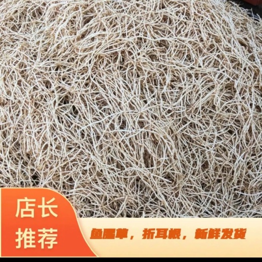 文山市白茎鱼腥草  鱼腥草，折耳根，新鲜鱼腥草种苗