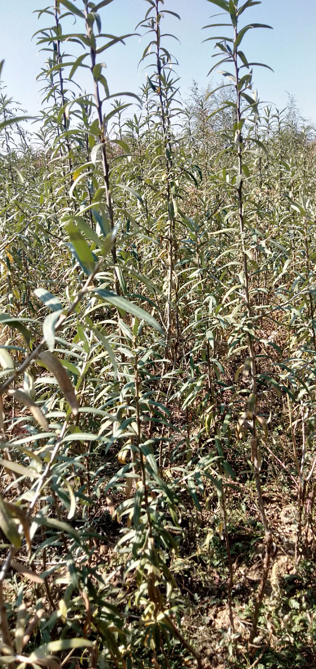 沙柳  出售:2－4年生大果沙棘苗；2年生中华沙棘纯雌苗