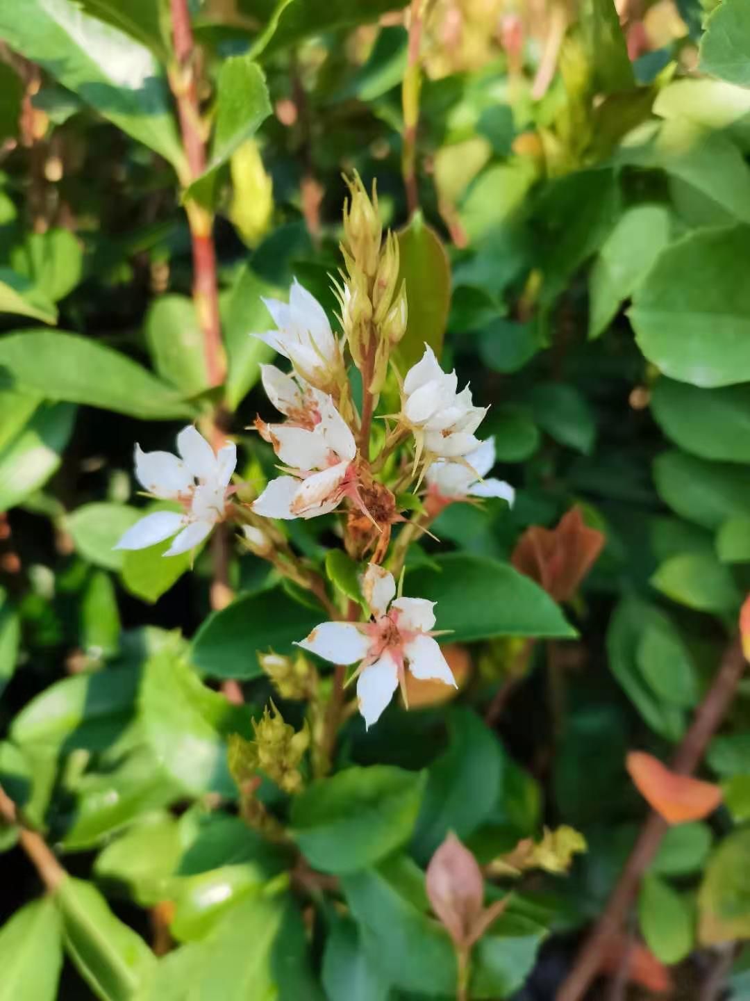 报春花  车轮梅（春花）雷公树，石斑木属，白杏花，