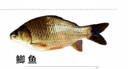 湖州鲫鱼