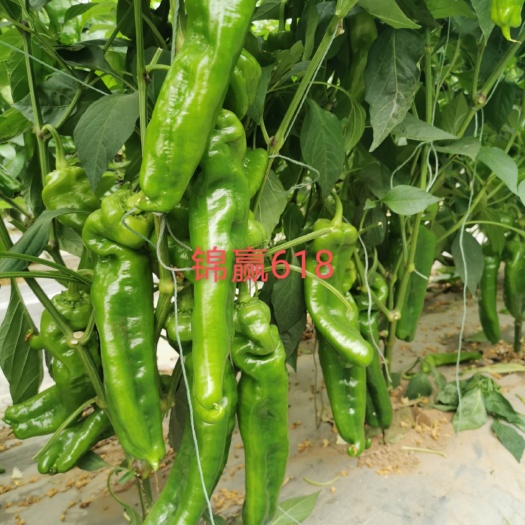 单县牛角椒种子  【推荐】锦赢618牛角椒大果牛角椒巨无霸辣椒大泡椒