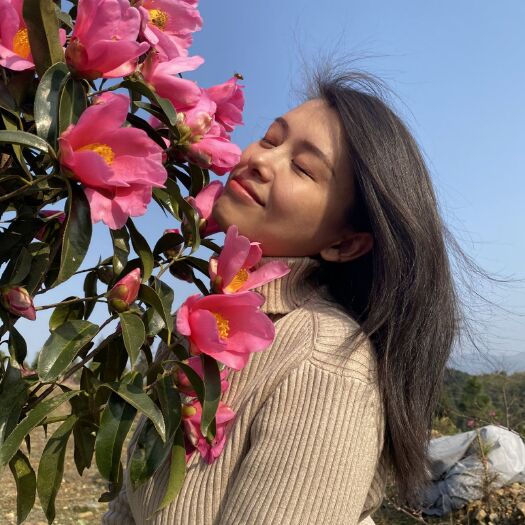 溆浦县山茶花  出售怀化＂市宝＂一一大花红山茶苗木