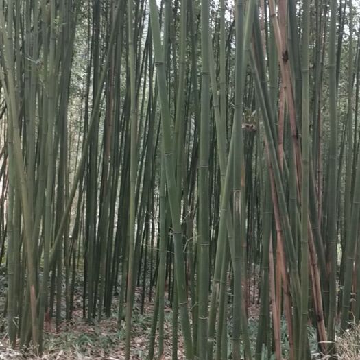 金竹 各种规格的大棚竹竿，架子竹各类竹苗，竹子，树苗等