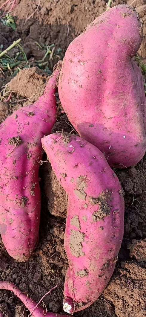 济薯  商薯19大量出售要的联系