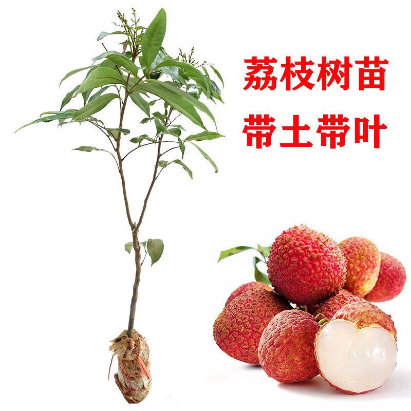 冰荔苗  广西灵山发货新品种冰荔枝包邮