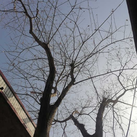 新泰市红合欢 合欢树